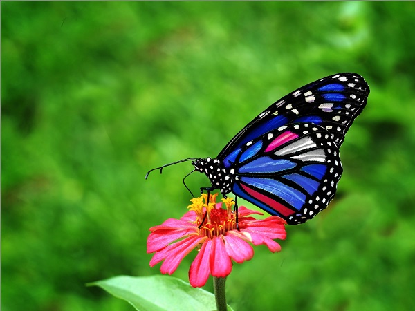Con bướm số mấy? Nằm mơ thấy bướm đánh con gì dễ trúng?