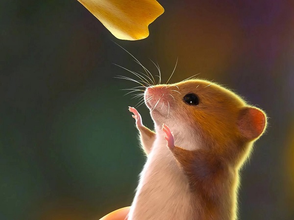 Con chuột số mấy? Nằm mơ thấy chuột đánh đề con gì chắc ăn nhất?