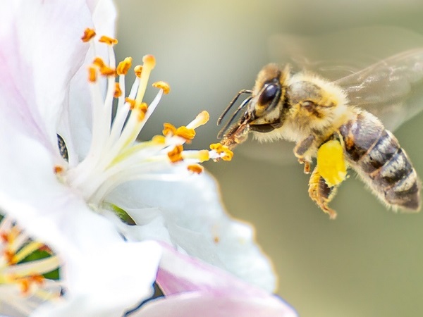 Con ong số mấy? Nằm mơ thấy ong đánh con gì dễ trúng?