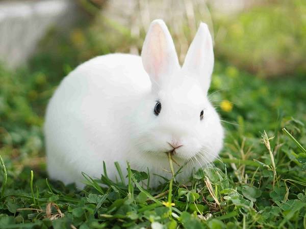 Con thỏ số mấy? Nằm mơ thấy thỏ đánh con gì dễ trúng?